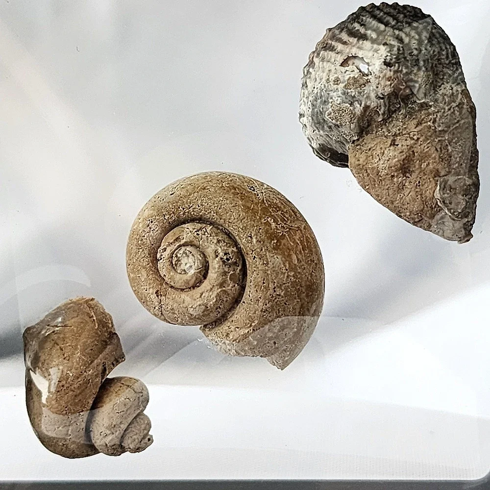 Late Cretaceous Period Ancient Fossil Carnivorous‎ Snail Trio Display Original
